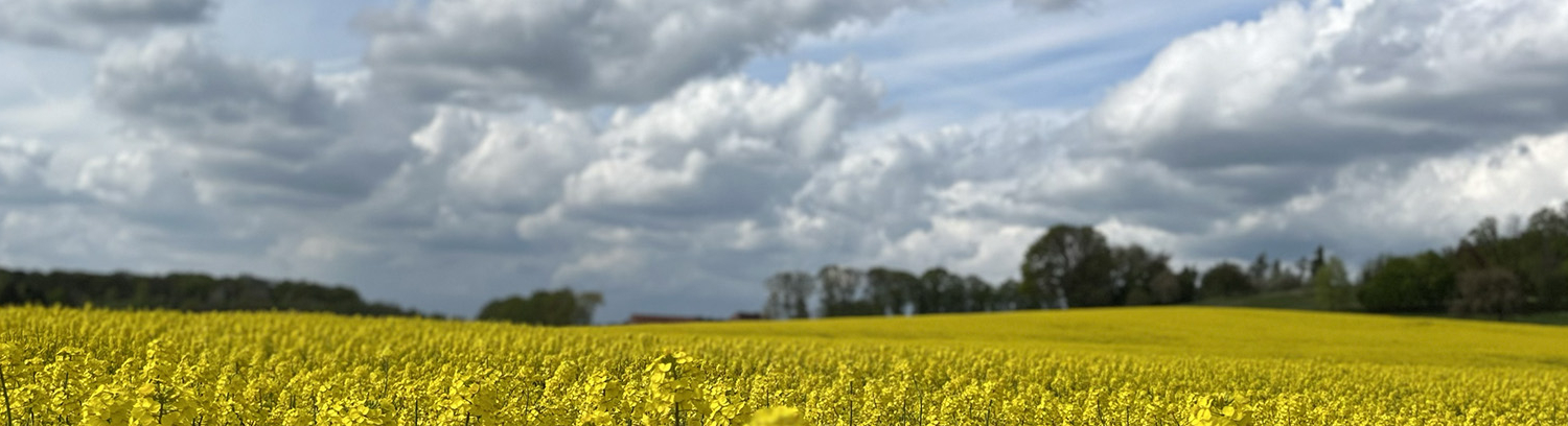 Blick auf ein Rapsfeld, darüber ein Wolkenverhangener HImmel