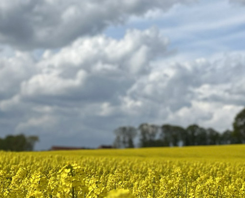 Blick auf ein Rapsfeld, darüber ein Wolkenverhangener HImmel