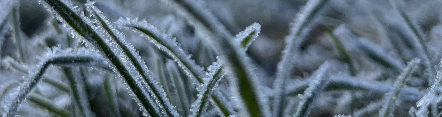 Gras, auf dem Raureif liegt