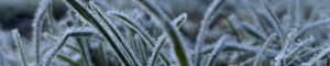 Gras, auf dem Raureif liegt