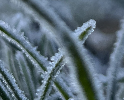 Gras, auf dem Raureif liegt