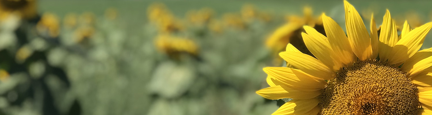 Eine große Sonnenblumenblüte vor einer Wiese voller Sonnenblumen