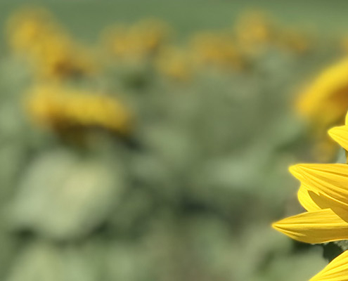 Eine große Sonnenblumenblüte vor einer Wiese voller Sonnenblumen